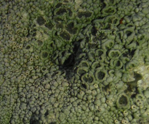 Fungo lichenicolo su Xanthoparmelia tinctina?